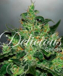 Critical Jack Herer Auto — Delicious Seeds