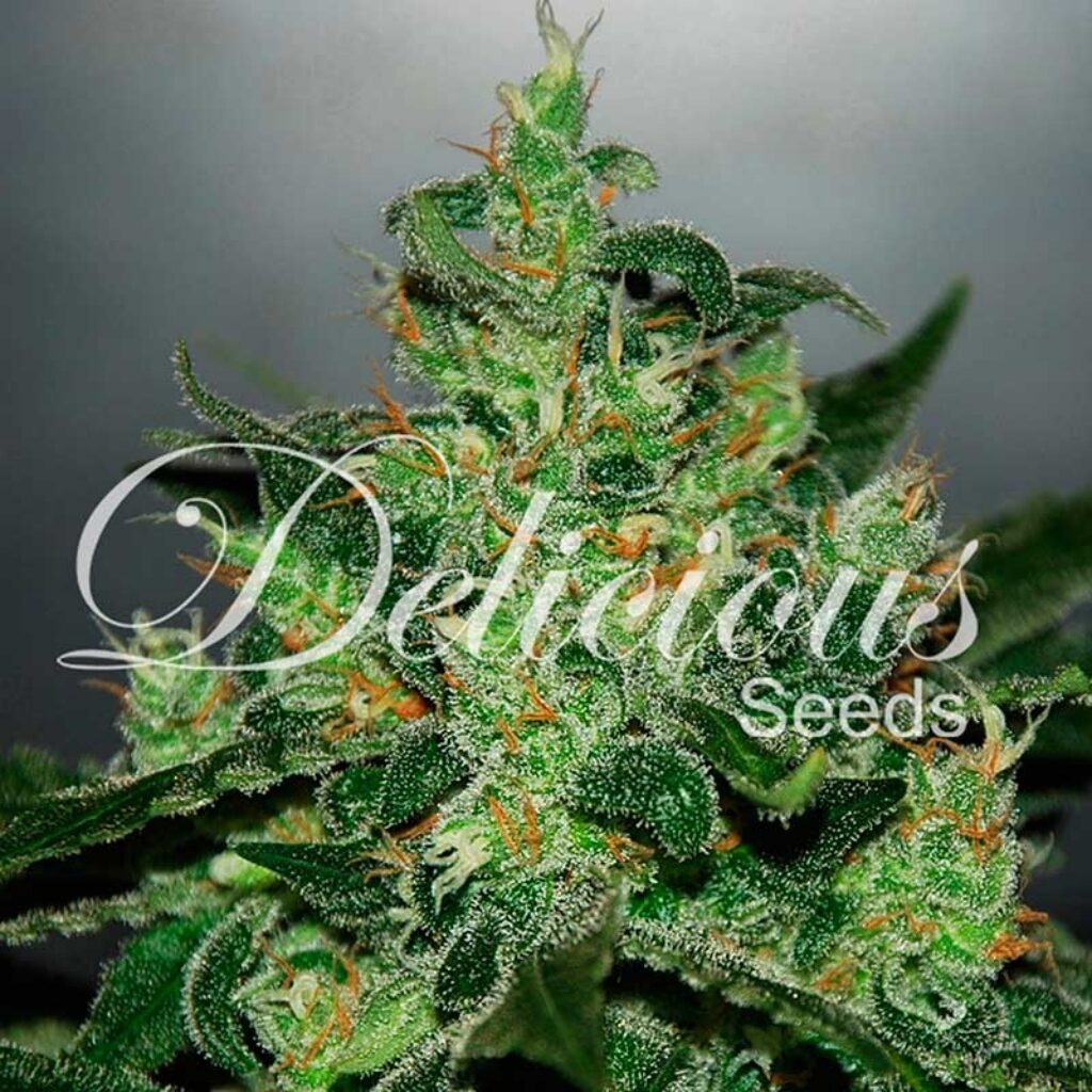 Critical Jack Herer Auto — Delicious Seeds