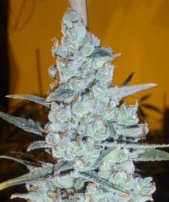 Critical Jack Herer Fem — Delicious Seeds
