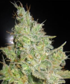 Critical Kali Mist Fem — Delicious Seeds