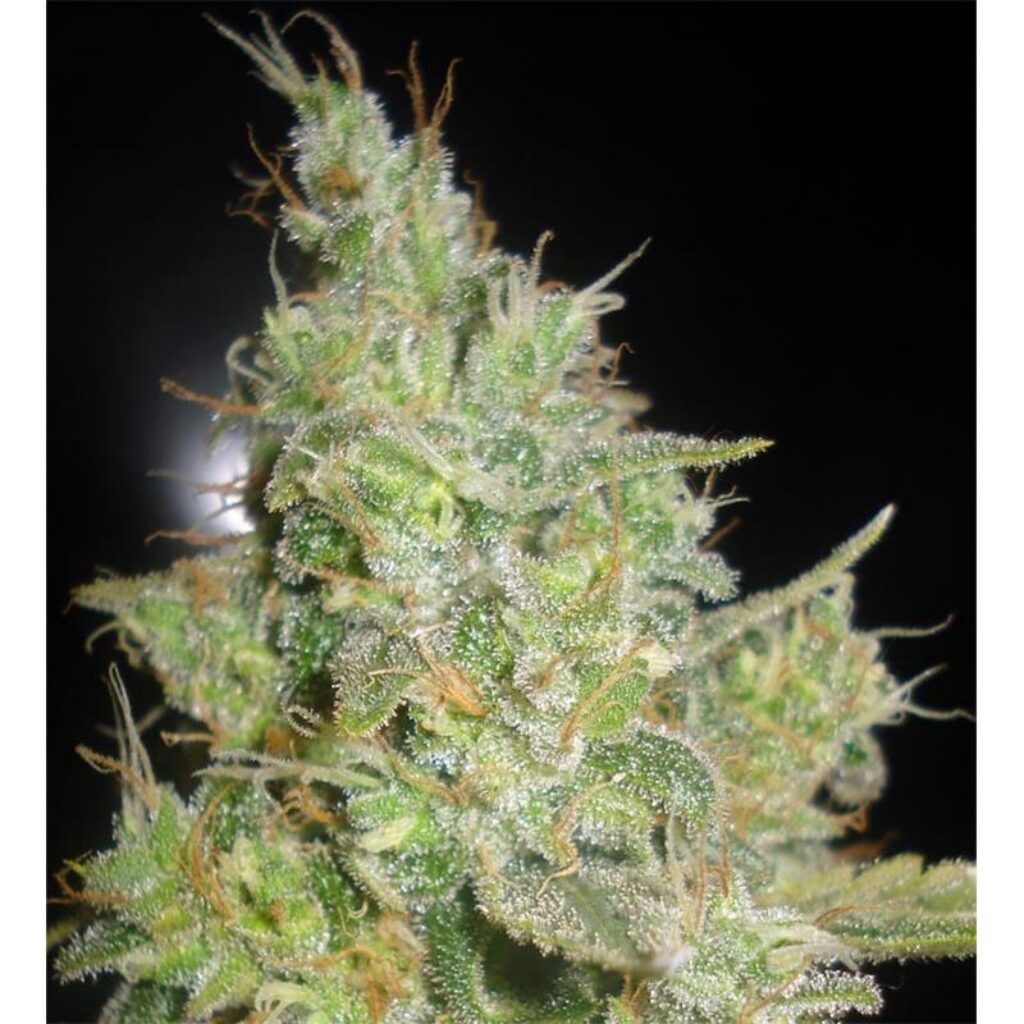 Critical Kali Mist Fem — Delicious Seeds