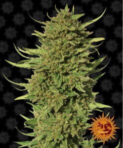 Critical Kush Auto — Barney's Farm