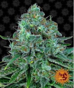 Critical Kush Fem — Barney's Farm