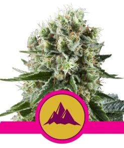 Critical Kush Fem — Royal Queen