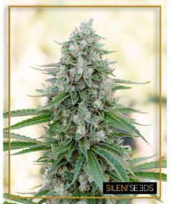 Critical Mango Fem — Silent Seeds