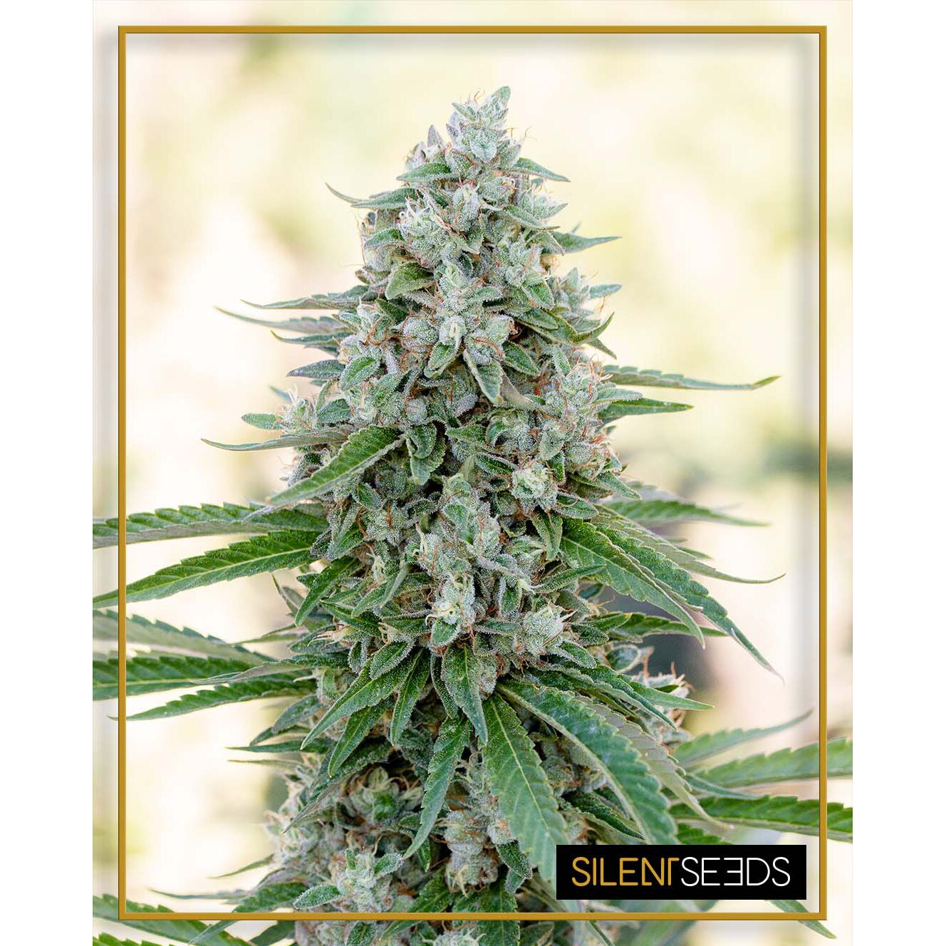 Critical Mango Fem — Silent Seeds