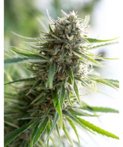 Critical Mass CBD Fem — Dinafem