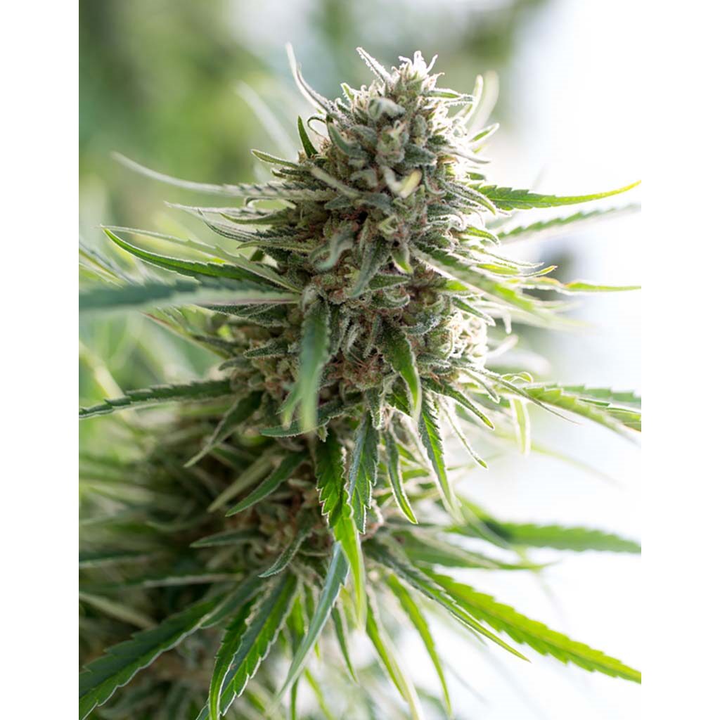 Critical Mass CBD Fem — Dinafem