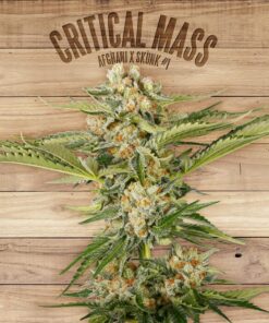 Critical Mass — The Plant