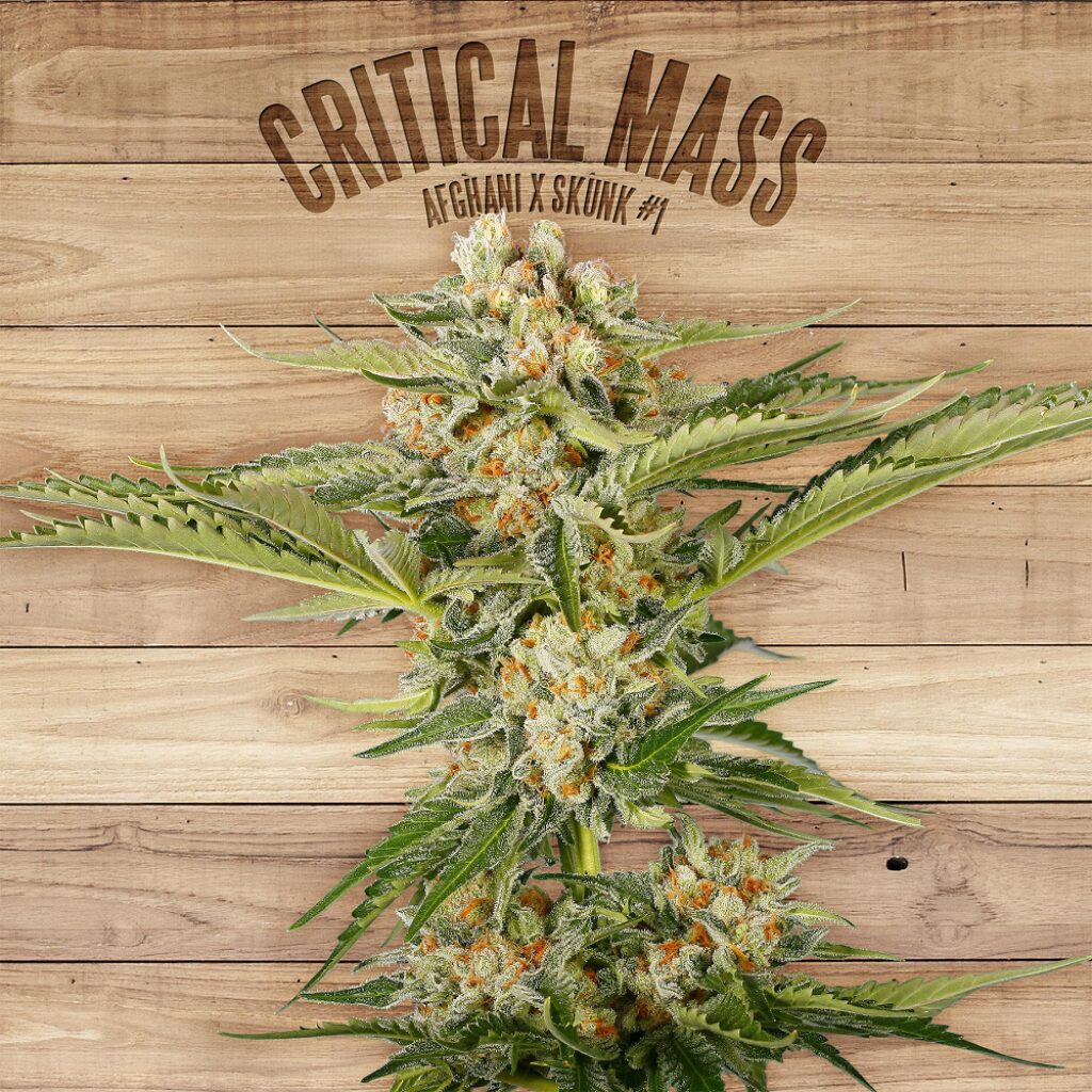Critical Mass — The Plant