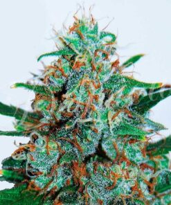 Critical Neville Haze Auto — Delicious Seeds