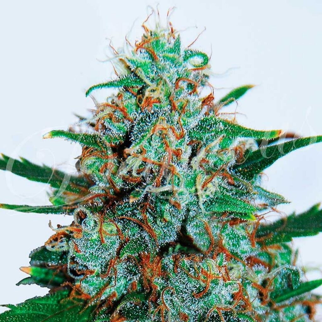 Critical Neville Haze Auto — Delicious Seeds