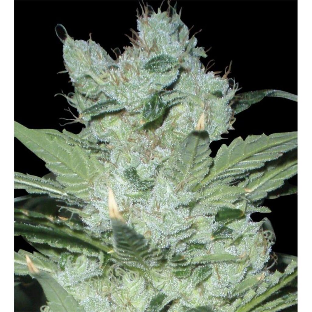 Critical Neville Haze Fem — Delicious Seeds
