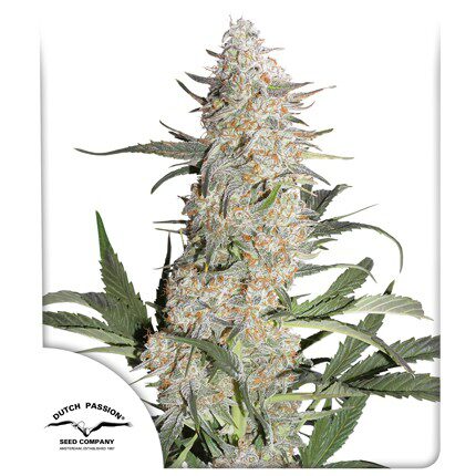 Critical Orange Punch Fem — Dutch Passion