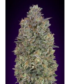 Critical Purple Kush Fem — Advanced Seeds