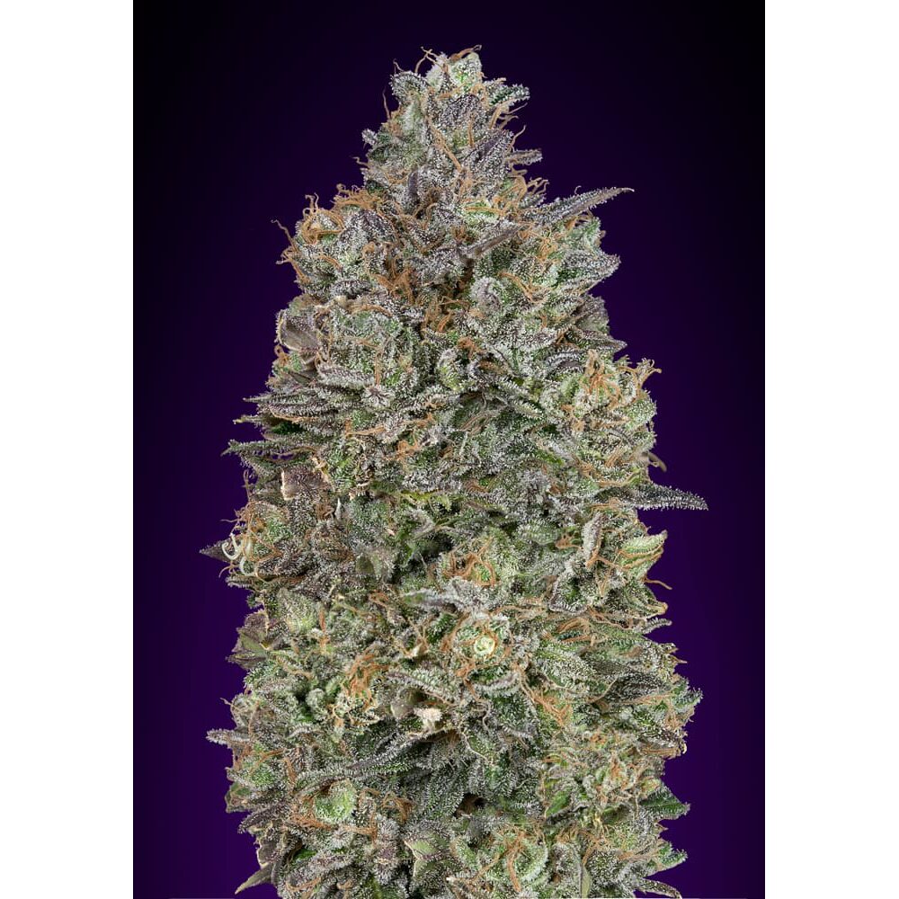 Critical Purple Kush Fem — Advanced Seeds