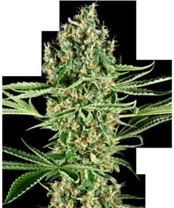Critical Runtz Fem — Sensi Seeds