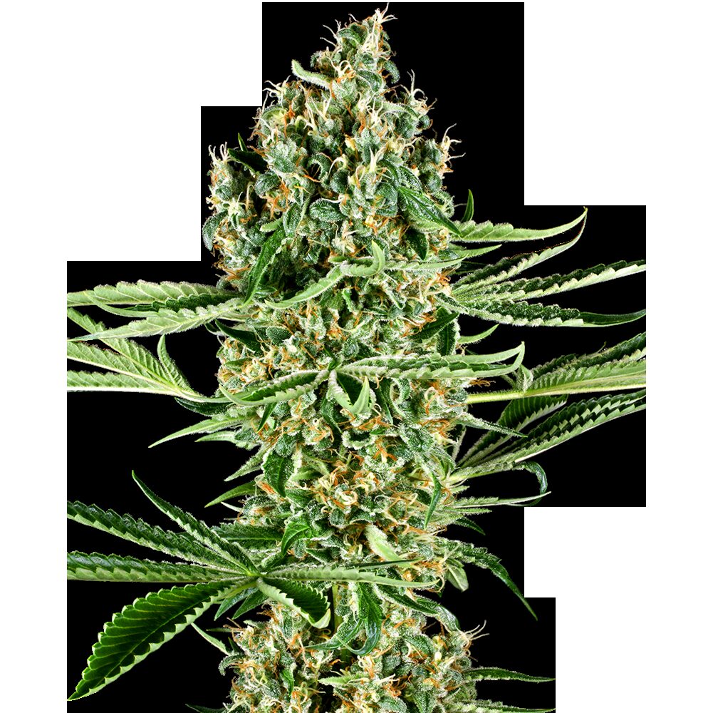 Critical Runtz Fem — Sensi Seeds