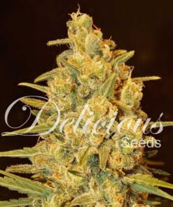 Critical Sensi Star Fem — Delicious Seeds