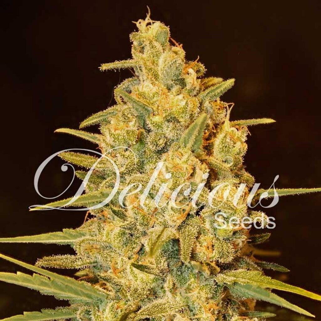 Critical Sensi Star Fem — Delicious Seeds