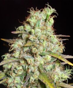 Critical Super Silver Haze Fem — Delicious Seeds