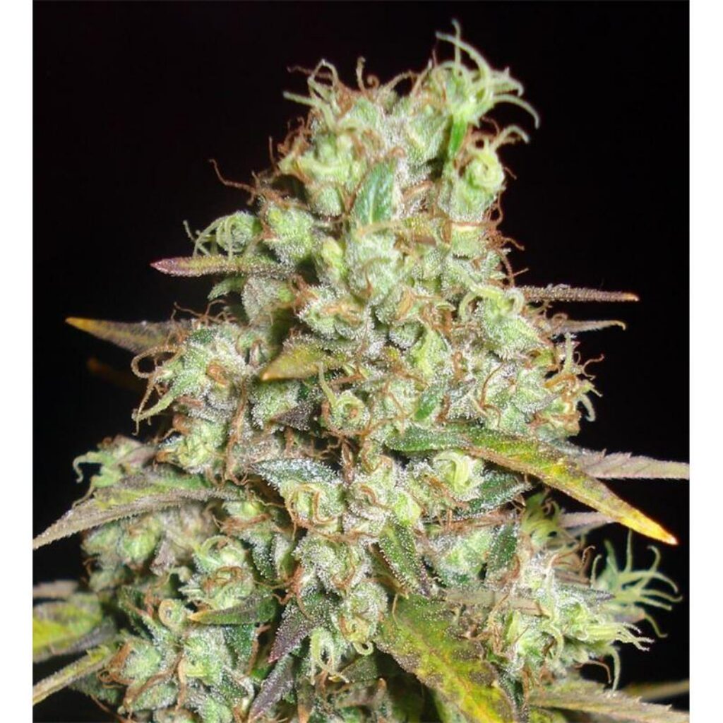 Critical Super Silver Haze Fem — Delicious Seeds