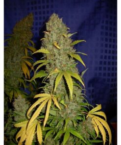 Critical Widow Fem. — Professional Seeds