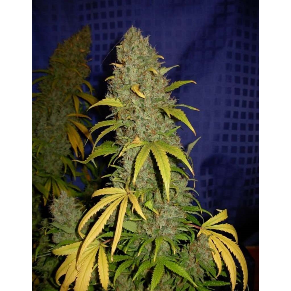 Critical Widow Fem. — Professional Seeds