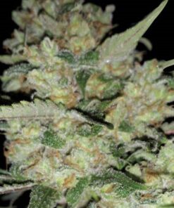 Critikal Fem — Exclusive Seeds