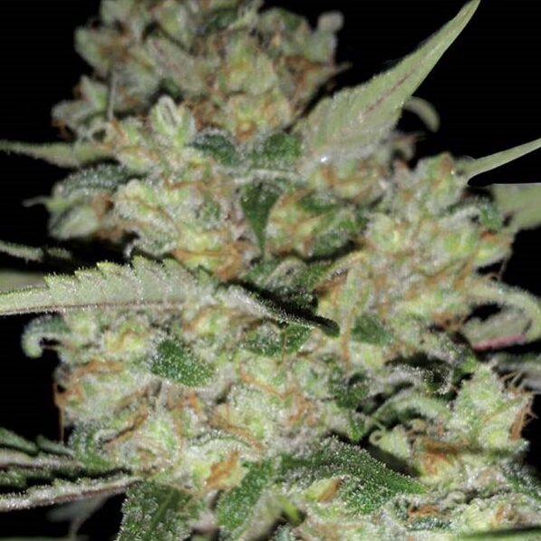 Critikal Fem — Exclusive Seeds