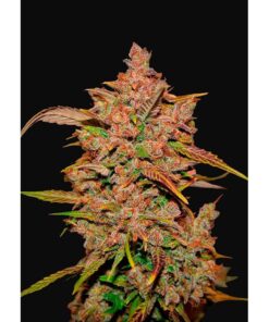 Crystal Meth Auto — FastBuds Seeds