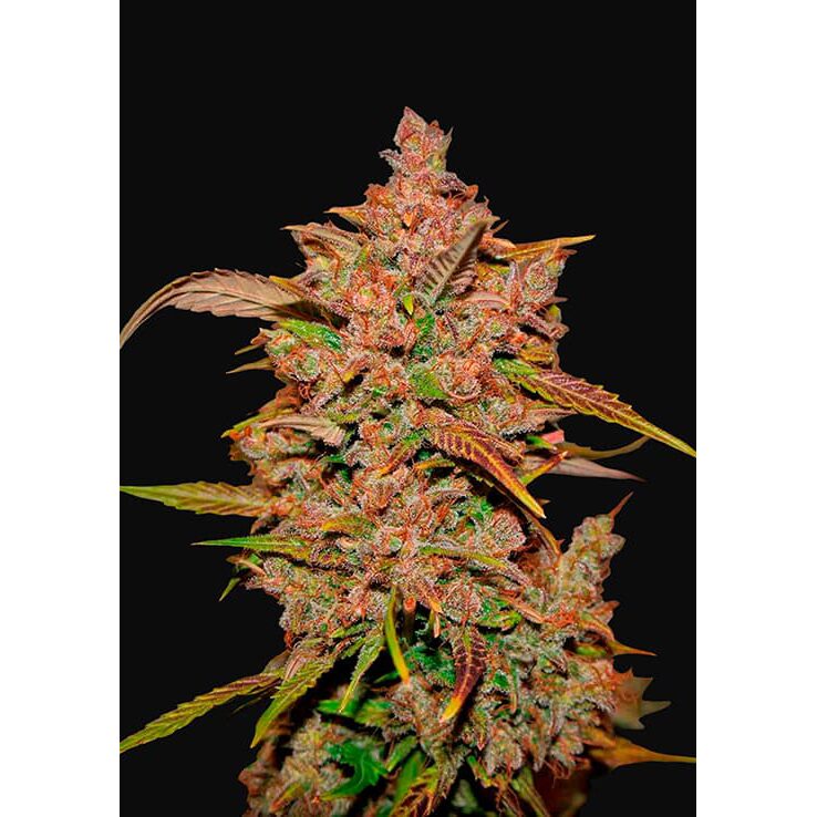 Crystal Meth Auto — FastBuds Seeds