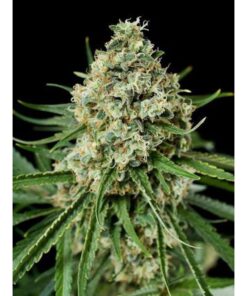 Da Critical Fem — Philosopher Seeds