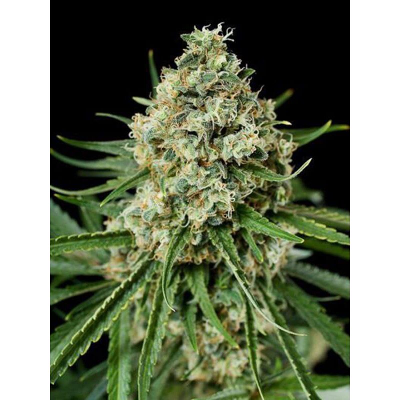 Da Critical Fem — Philosopher Seeds