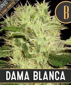 Dama Blanca Fem — Blimburn Seeds