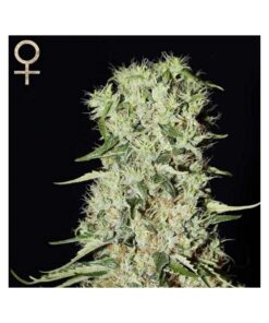 Damnesia Fem — Strain Hunters