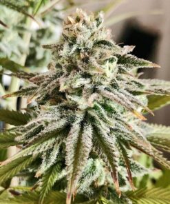Dance Hall x Larry OG Fem — Tramuntana Seeds