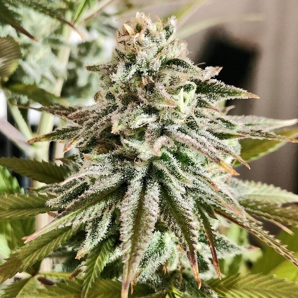 Dance Hall x Larry OG Fem — Tramuntana Seeds