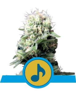 Dance World CBD Fem — Royal Queen