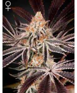 Dark Phoenix Fem. — Green House