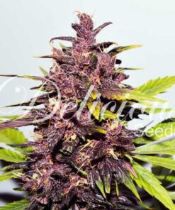 Dark Purple Auto — Delicious Seeds