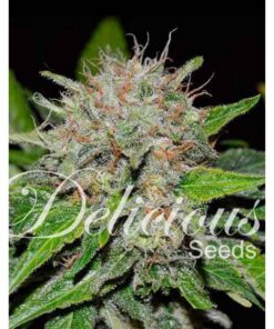 Deep Mandarin CBD Fem — Delicious Seeds