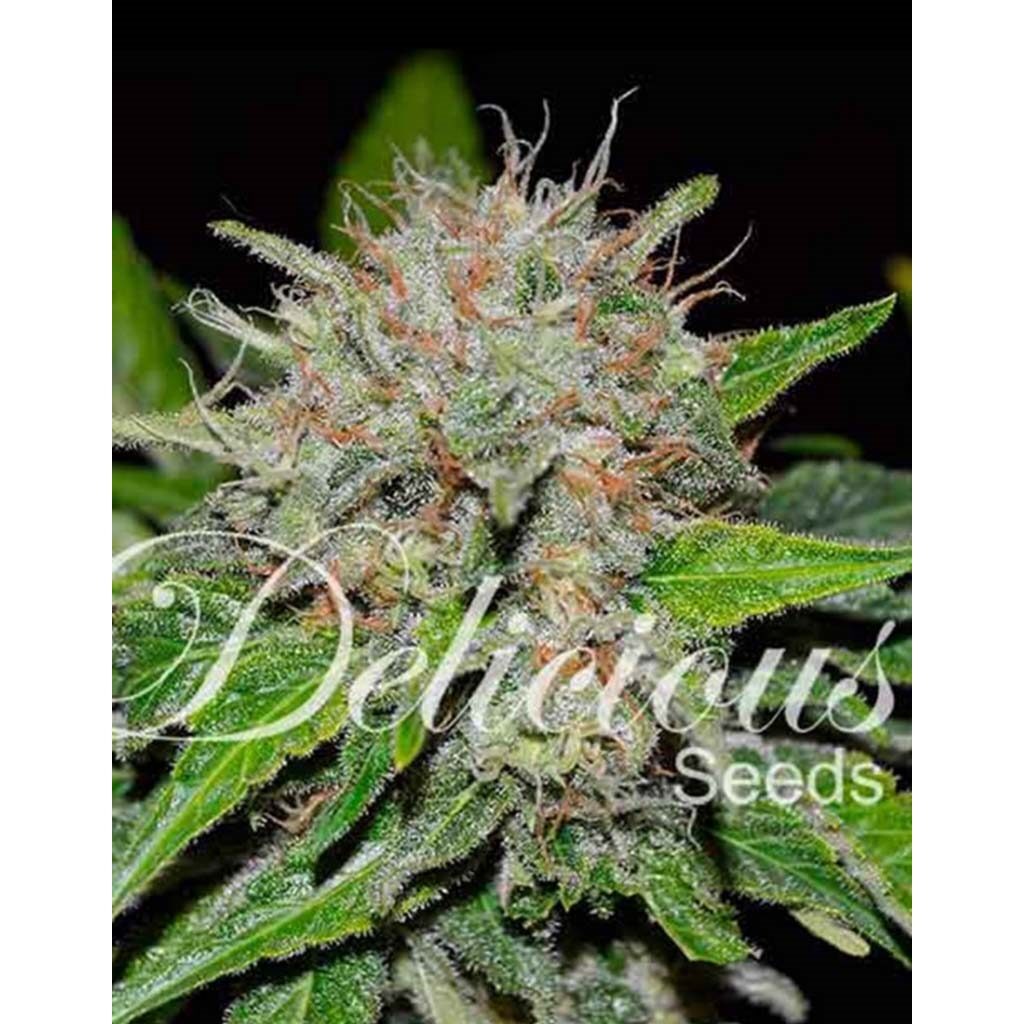Deep Mandarin CBD Fem — Delicious Seeds