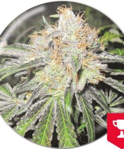 Deep Neville Reg. — Medical Seeds