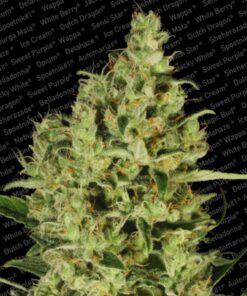 Delahaze Fem. — Paradise Seeds