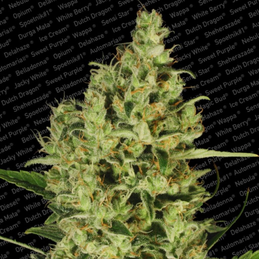 Delahaze Fem. — Paradise Seeds