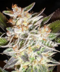 Delicious Candy Auto — Delicious Seeds