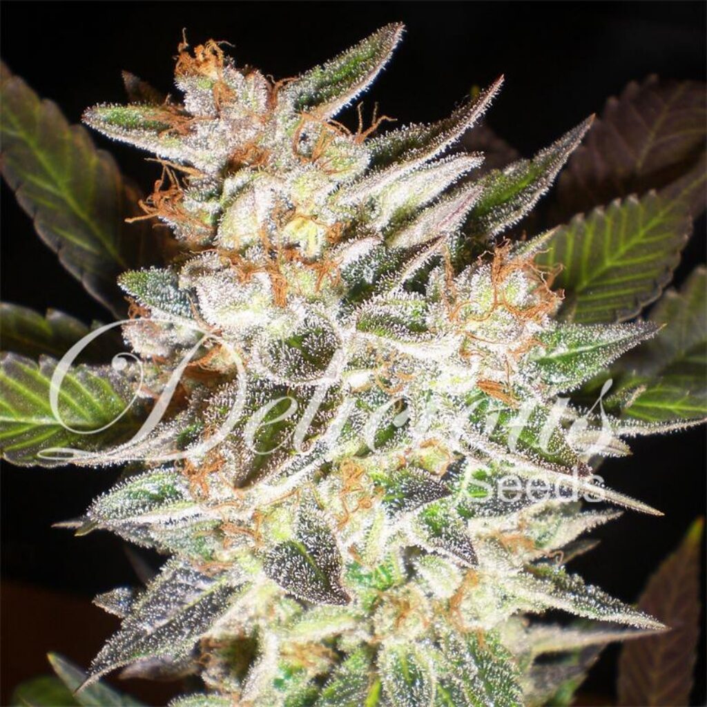 Delicious Candy Auto — Delicious Seeds