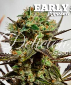 Delicious Candy F1 Early Version Fem — Delicious Seeds