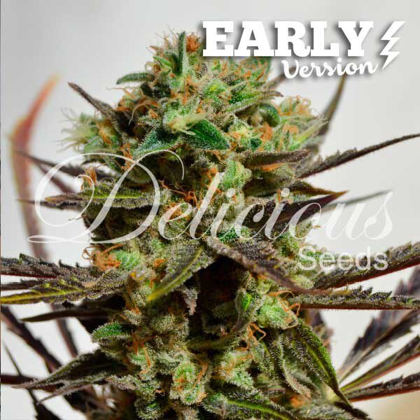 Delicious Candy F1 Early Version Fem — Delicious Seeds